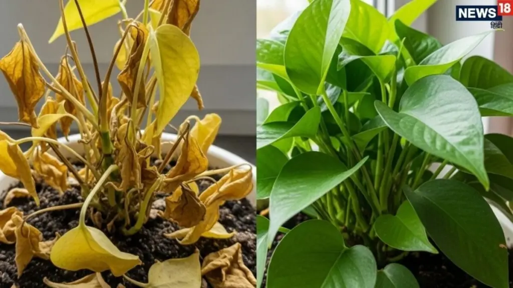 Pothos (Epipremnum aureum) radiante: el truco del nitrógeno para hojas gigantes