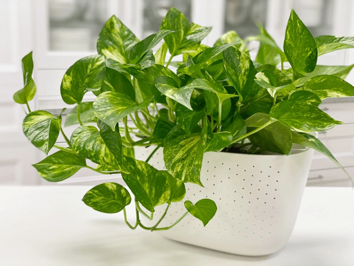 Pothos (Epipremnum aureum) radiante: el truco del nitrógeno para hojas gigantes - image 1