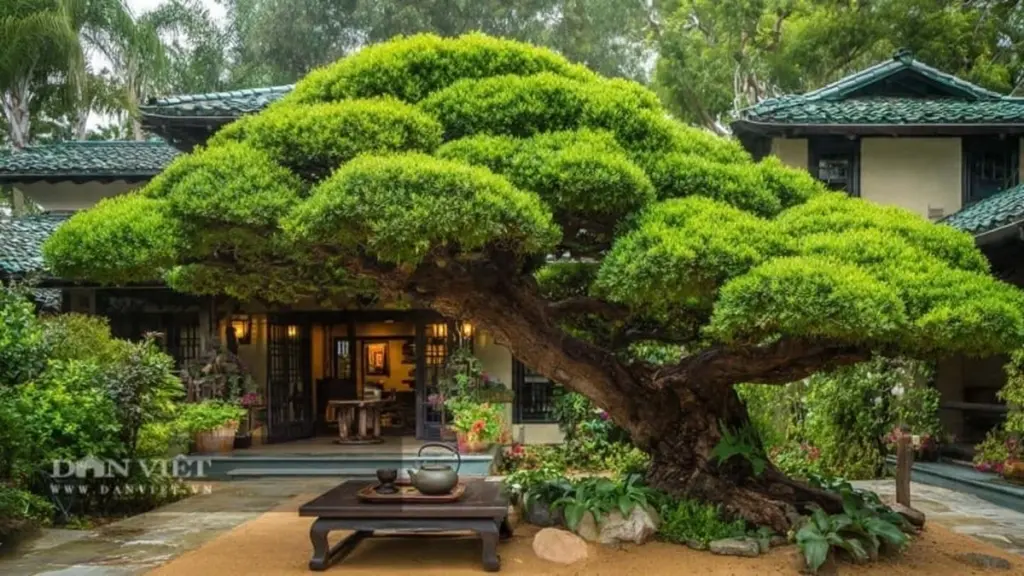 Prosperidad en casa: por qué planto Granada (Punica granatum) y Wisteria este 2026