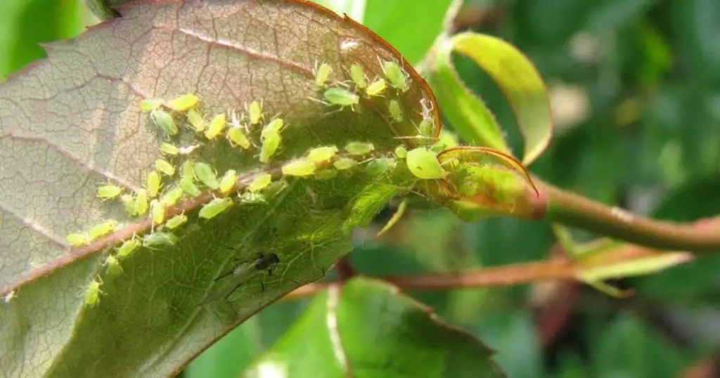 Pulgones en tus Rosas: el truco de la ortiga para eliminarlos en días