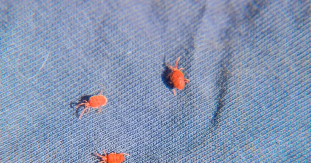 Puntos rojos en el balcón: por qué no pisar al ácaro de terciopelo o Trombidium holosericeum