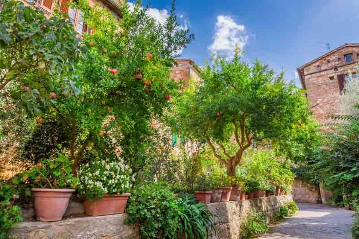 Qué plantar en junio: el truco de experto para un jardín explosivo este verano - image 1