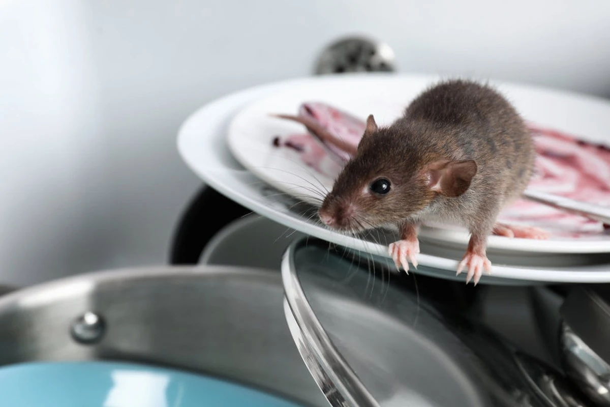 Rata en la cocina: el truco sin químicos que las aleja para siempre - image 1