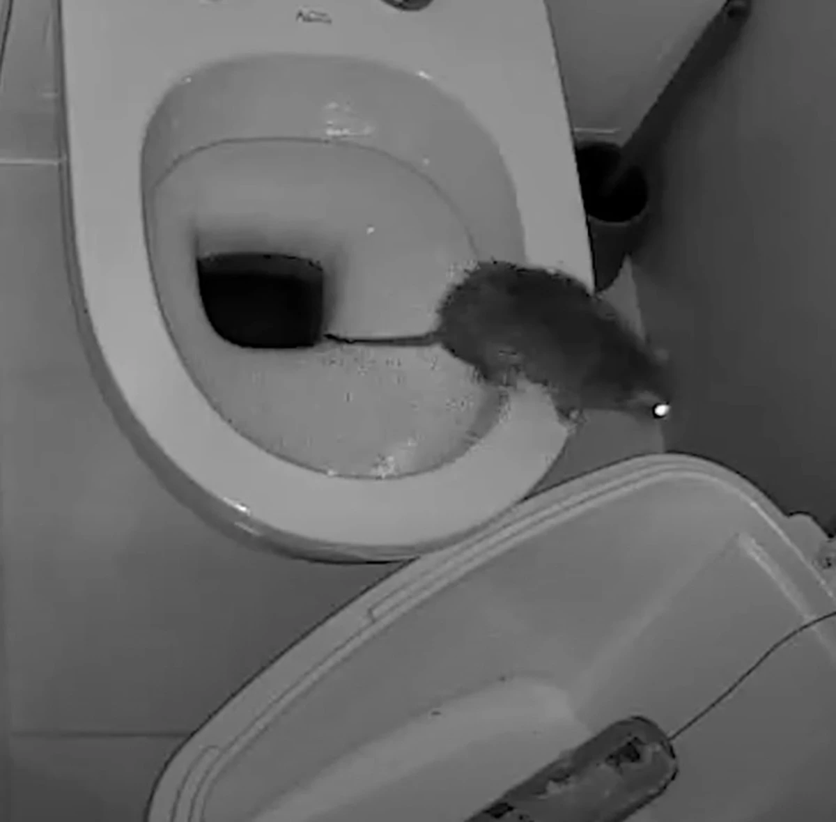 Ratas en Kleverparkbuurt: el juicio en Haarlem que sacude al alcantarillado - image 1