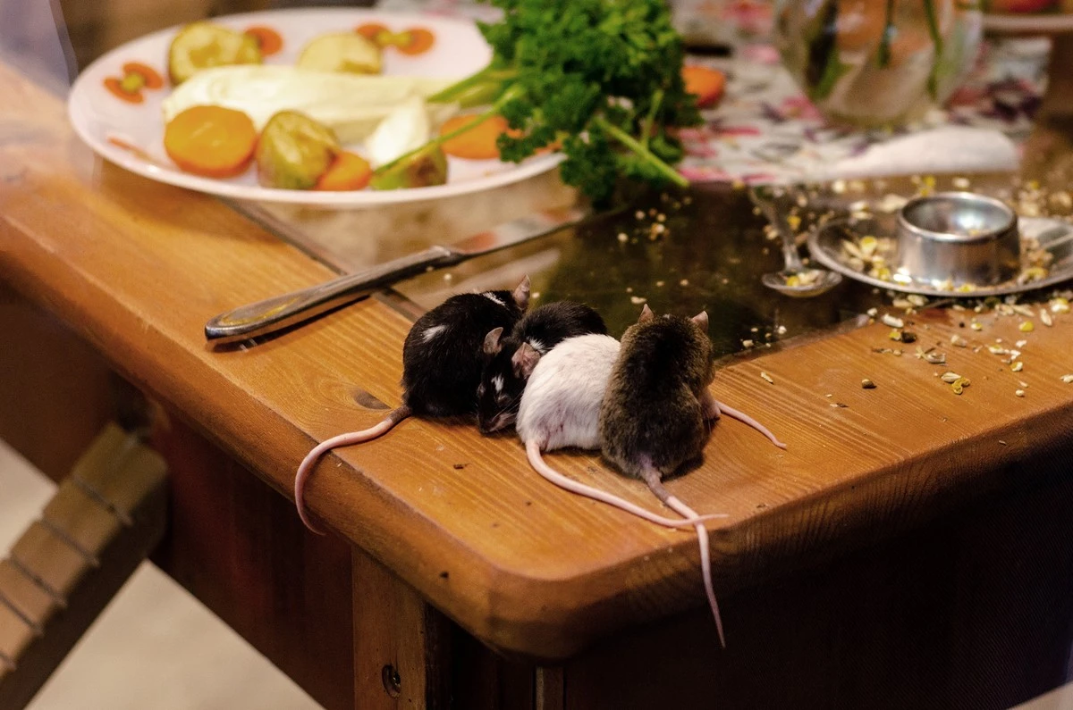 Ratón en casa: 5 olores naturales para un control de plagas sin veneno - image 1