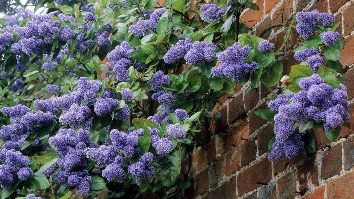 Reynotria japonica: la planta que arrasó Beringen llega a España y daña casas - image 1