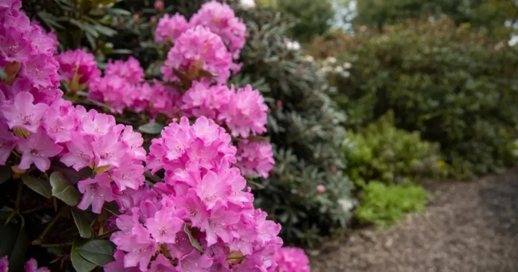 Rhododendron con hojas marrones: el truco experto para salvar esta Ericaceae