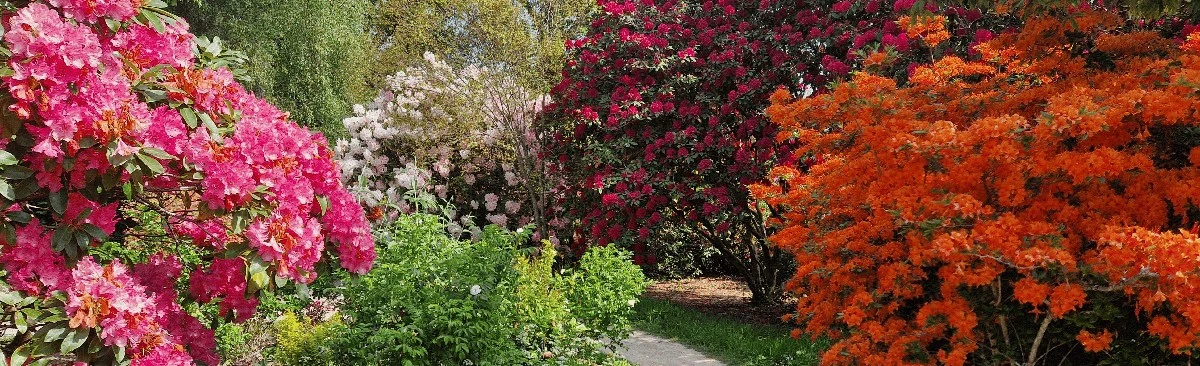 Rhododendron con hojas marrones: el truco experto para salvar esta Ericaceae - image 1