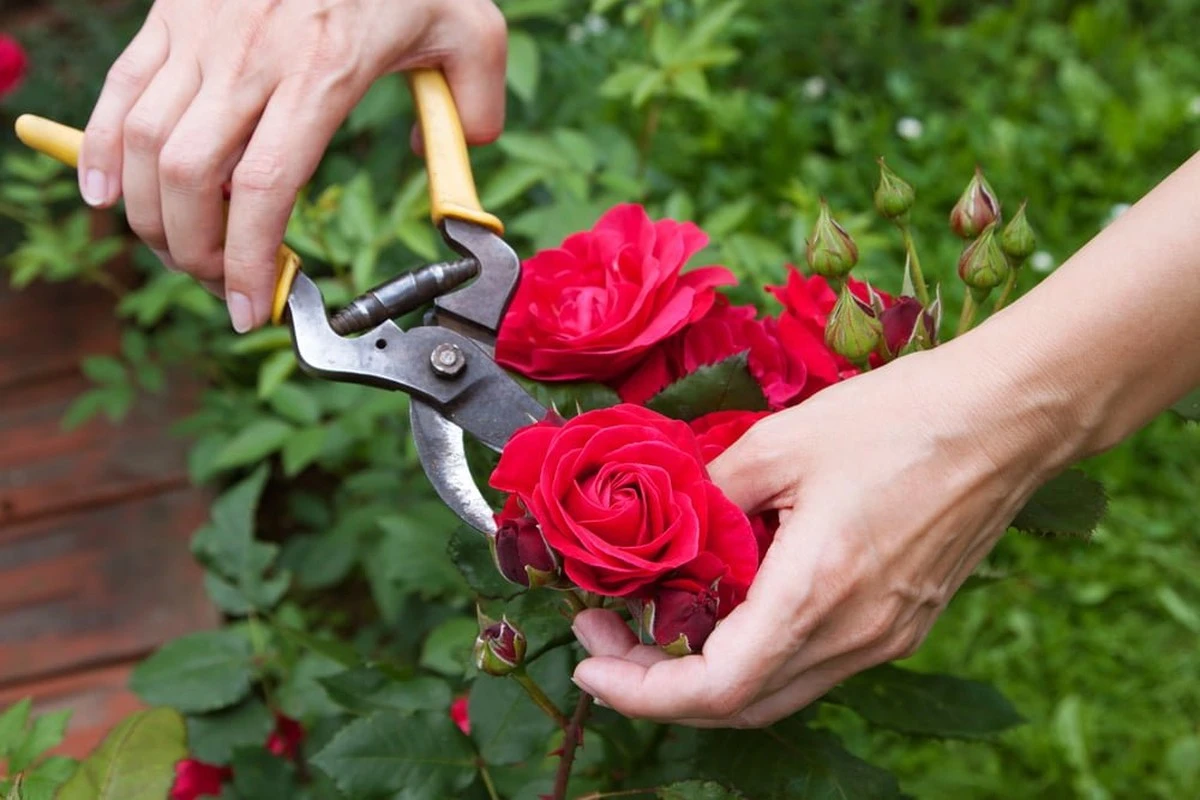 Rosal sin flores: la técnica de Poda de los 5 folíolos para un jardín eterno - image 1