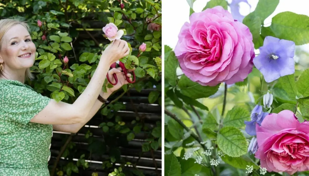 Rosas espectaculares: el secreto de Astrid Stender para que florezcan 3 veces más