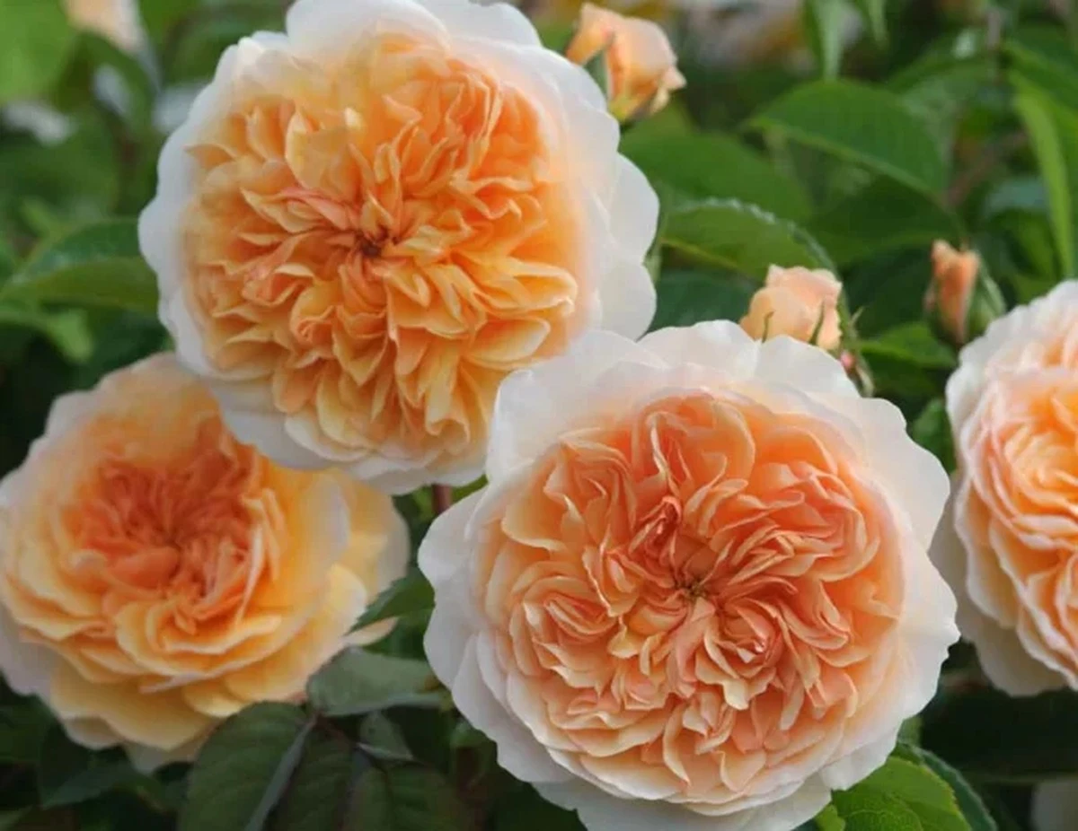 Rosas espectaculares: el secreto de Astrid Stender para que florezcan 3 veces más - image 1