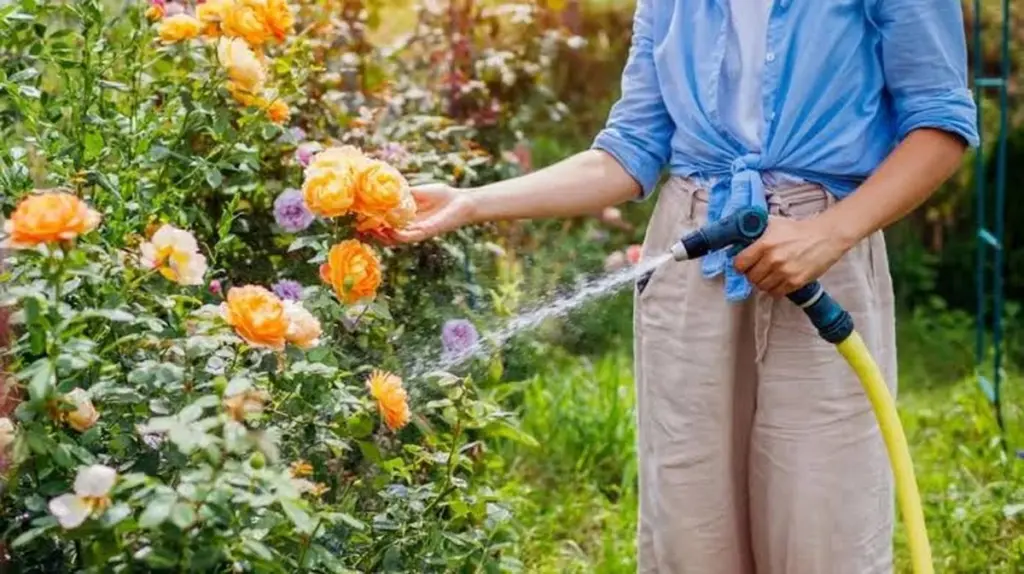 Rosas perfectas con 40°C: el truco de riego para salvarlas este verano