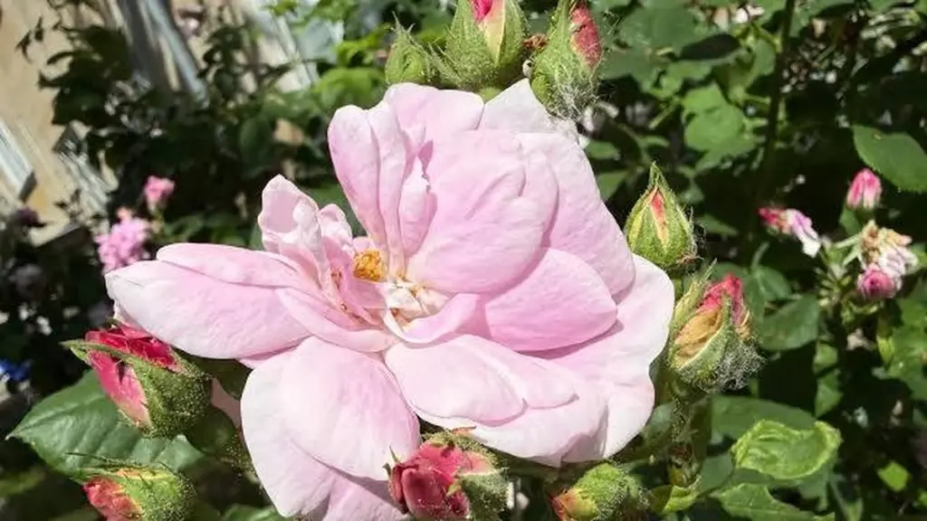Rosas sin Pulgones (Aphidoidea): el truco del aceite que pocos usan bien