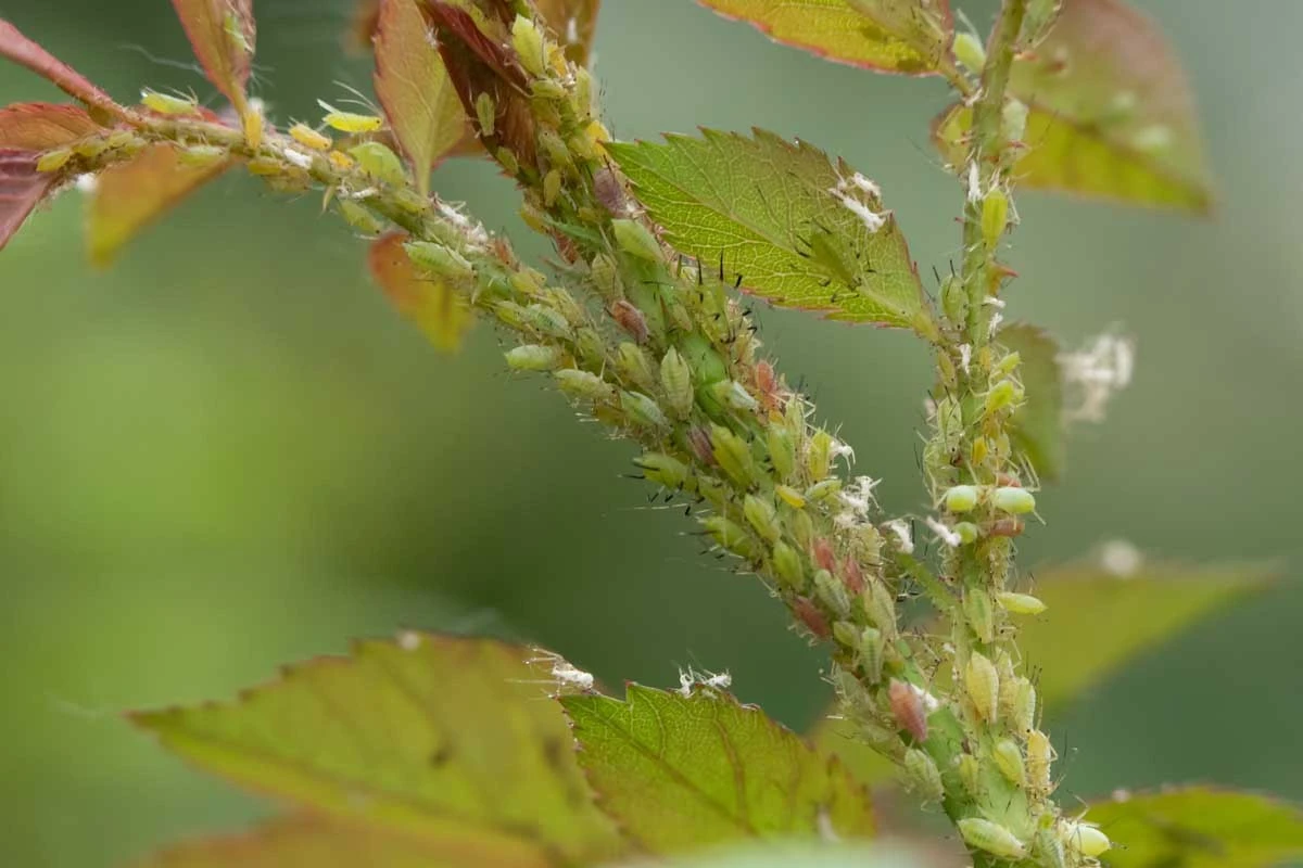 Rosas sin Pulgones (Aphidoidea): el truco del aceite que pocos usan bien - image 1