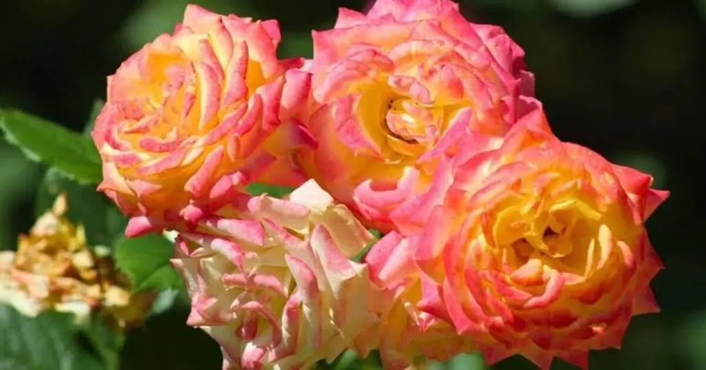 Rosas vibrantes bajo el calor: el mantillo de corteza triturada ahorra 40% de agua