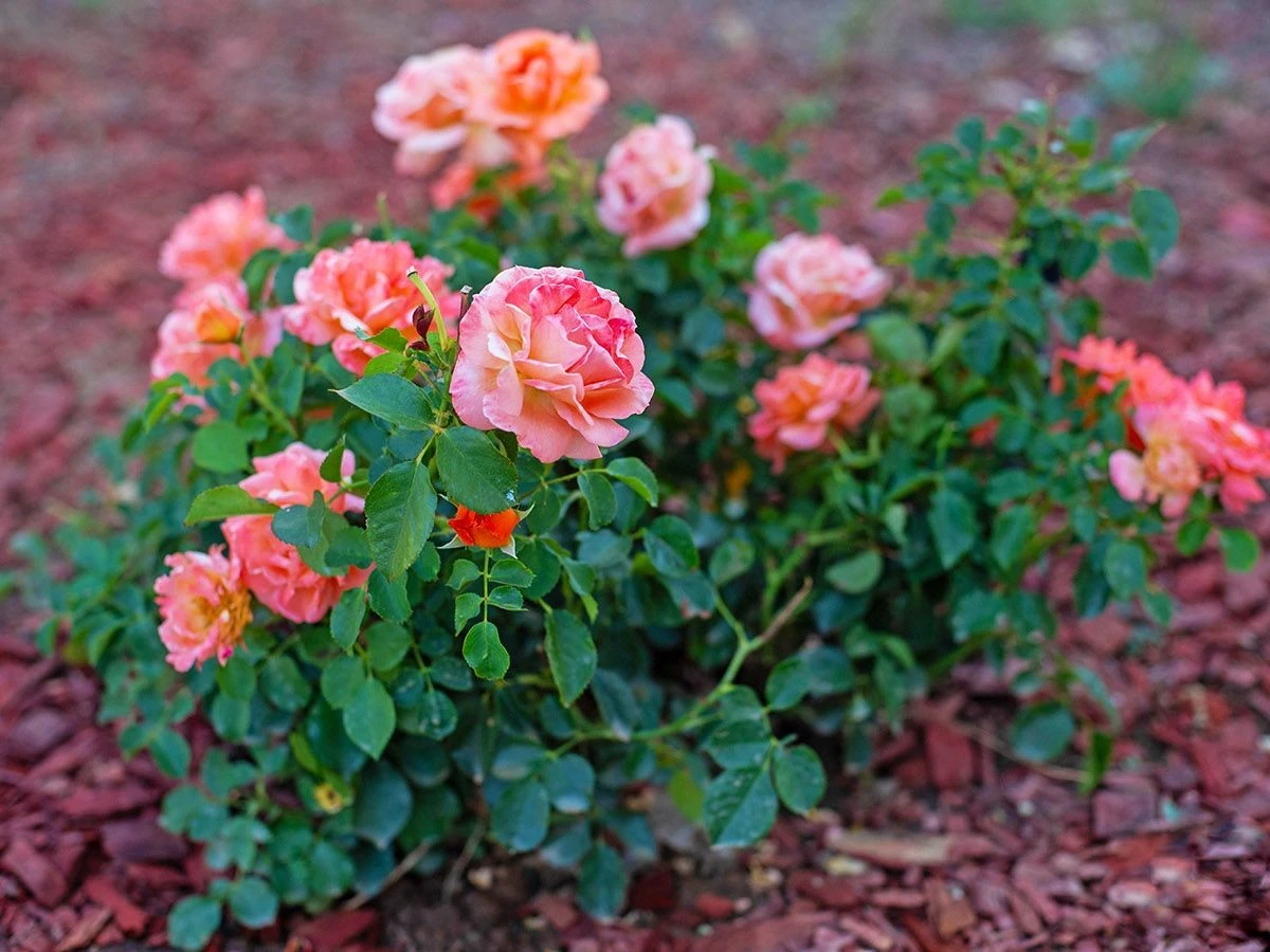 Rosas vibrantes bajo el calor: el mantillo de corteza triturada ahorra 40% de agua - image 1