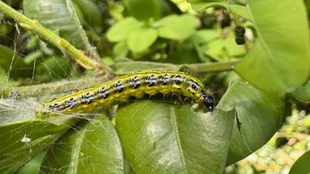 Salva tu Buxus: el truco natural contra la Cydalima perspectalis en 1 día