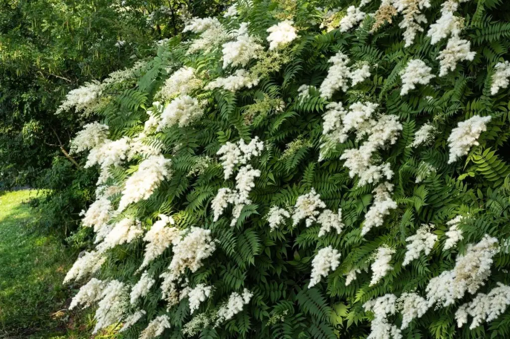 Sorbaria sorbifolia del Noreste de Asia: el arbusto que crece 3 veces más rápido