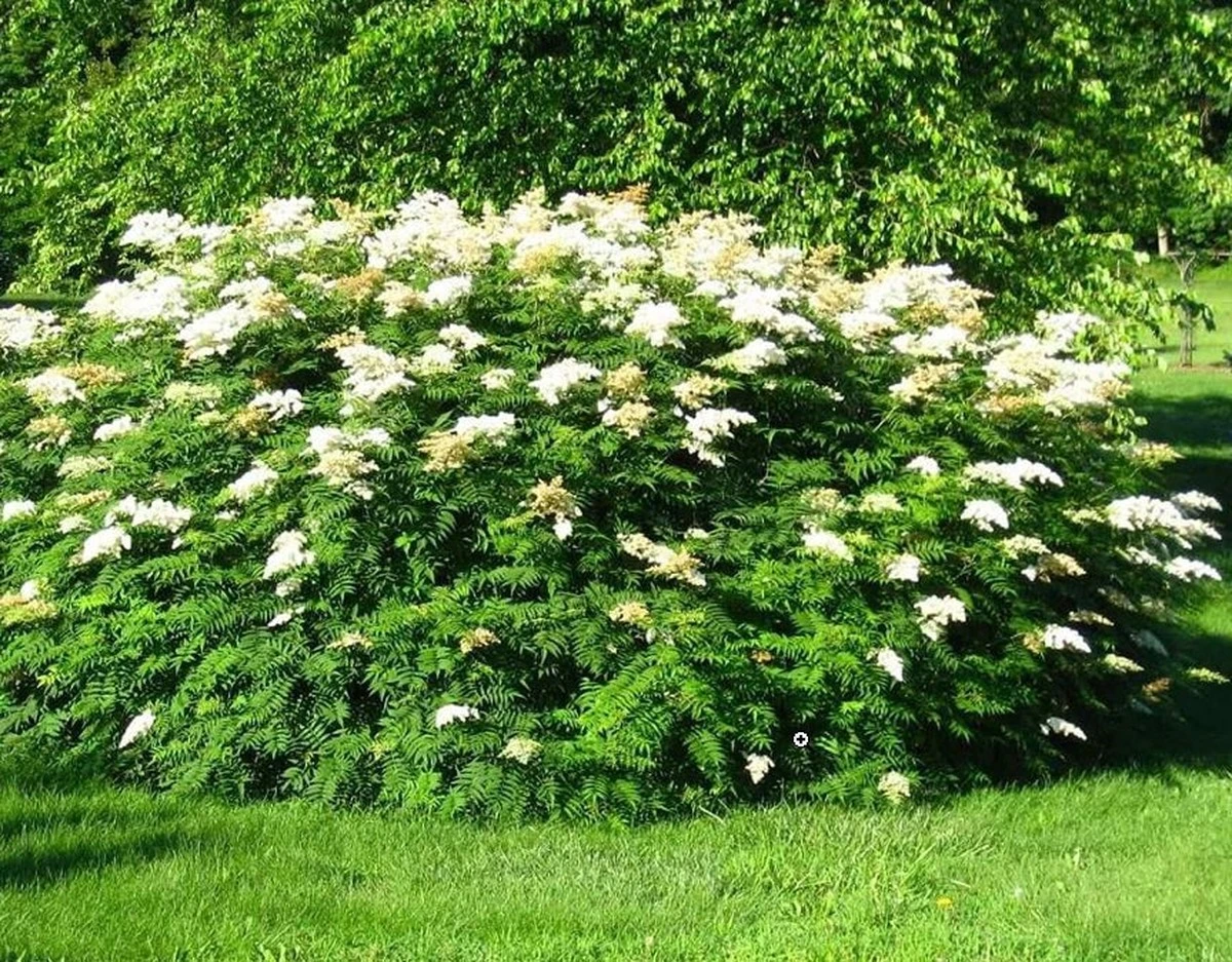 Sorbaria sorbifolia del Noreste de Asia: el arbusto que crece 3 veces más rápido - image 1