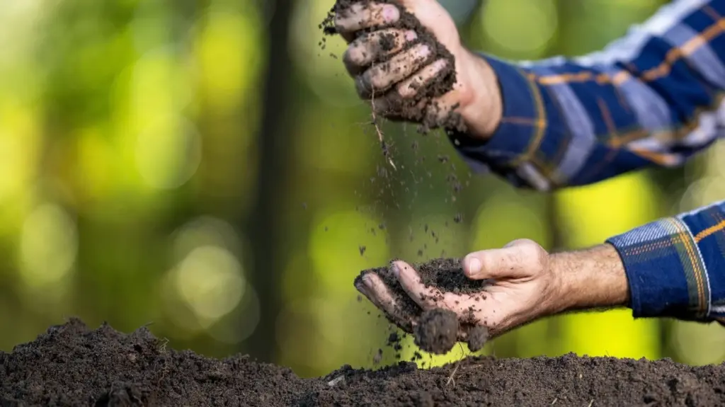 Suelo arcilloso: el secreto de la Planta obediente para un jardín sin bajas
