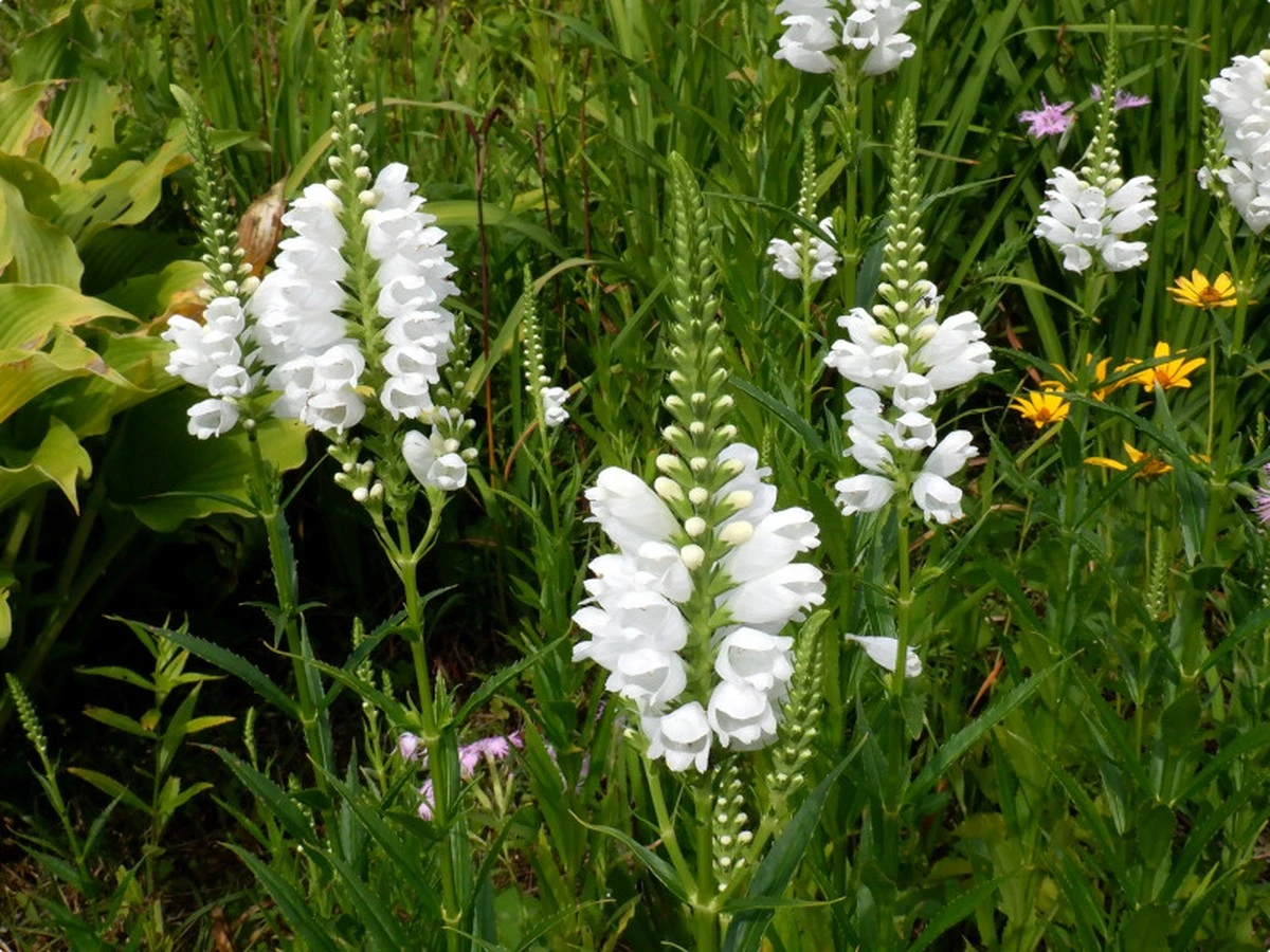 Suelo arcilloso: el secreto de la Planta obediente para un jardín sin bajas - image 1