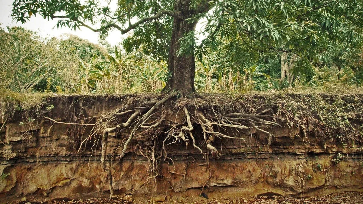 Suelos intactos: 8 árboles frutales de Liputan6.com y Yakarta que no rompen baldosas - image 1