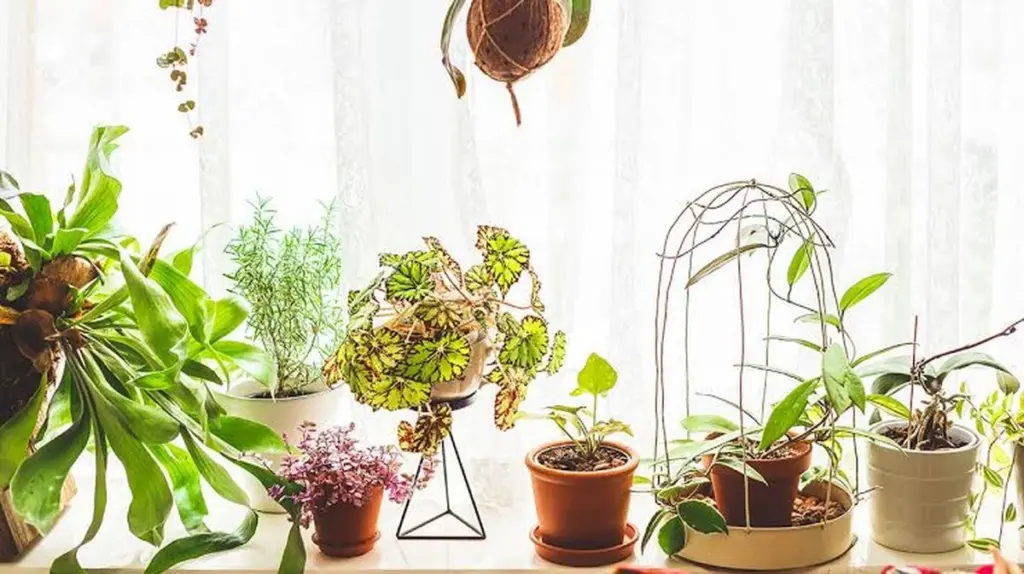 Suelos tóxicos en casa: usa la Voz del Cliente y Análisis de sentimiento para evitar químicos