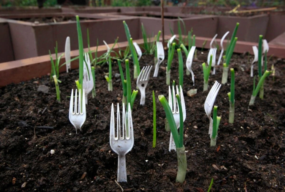 Tenedores de plástico en tu huerto: el truco de 5 cm para salvar tus plantas - image 1