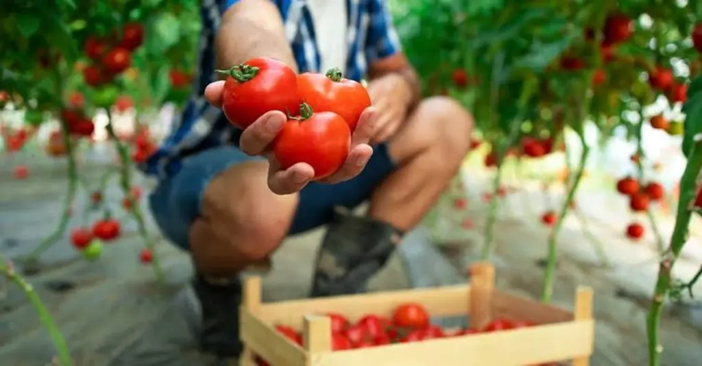 Tomates con cable de cobre: por qué este viejo truco es un error hoy