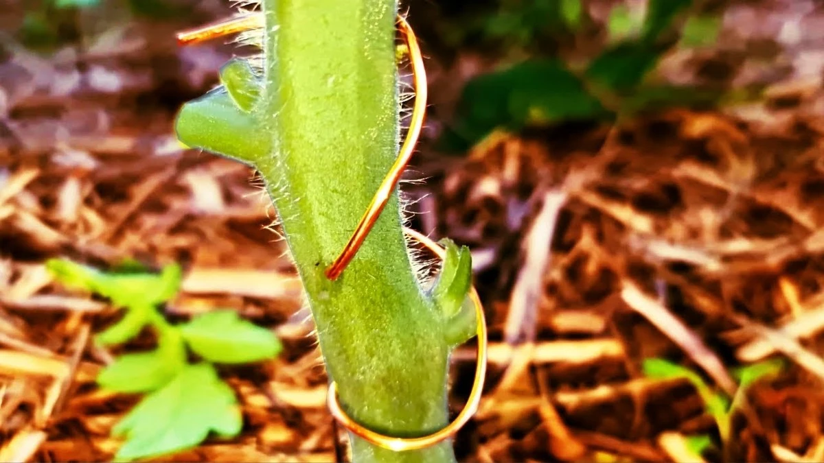 Tomates con cable de cobre: por qué este viejo truco es un error hoy - image 1