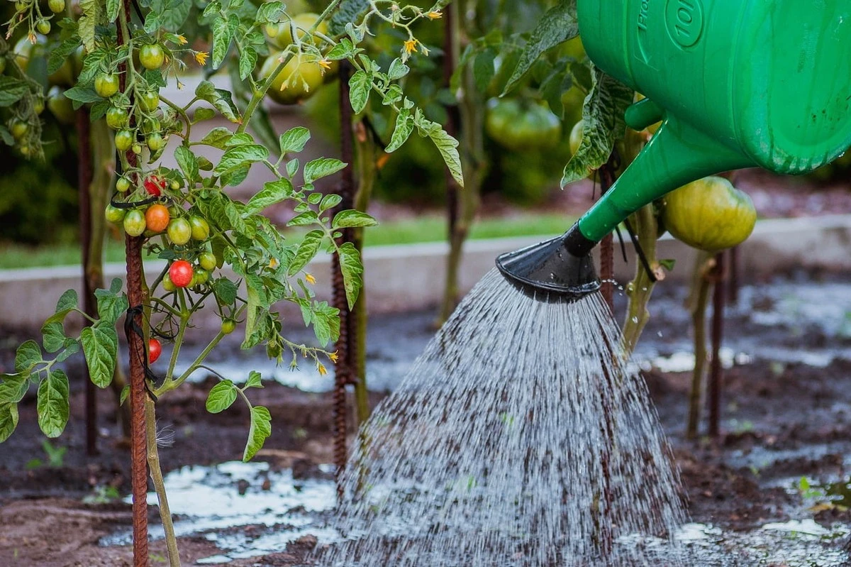 Tomates con 