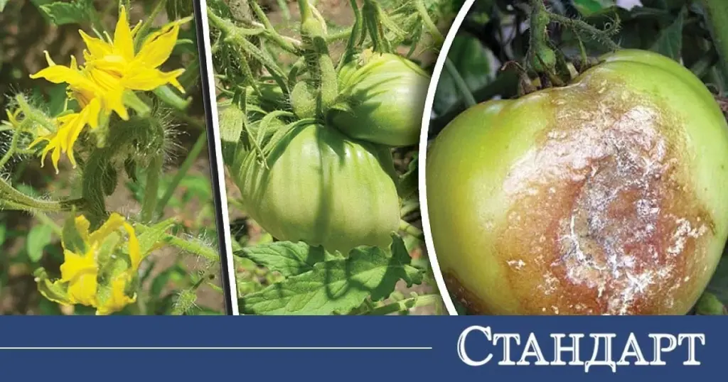 Tomate (Solanum lycopersicum) sin manchas: cómo frenar la Phytophthora infestans (Mila tardía)