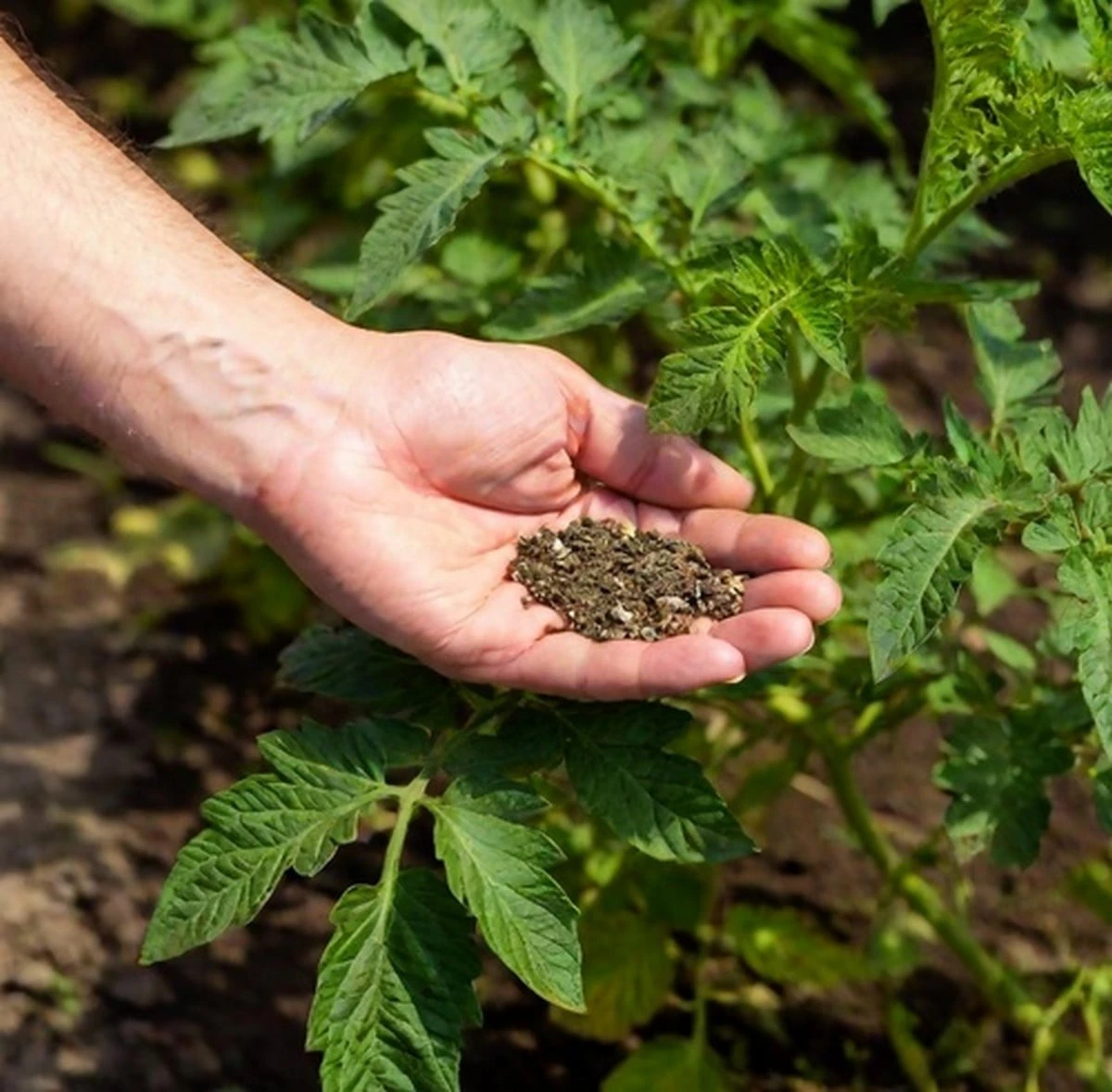 Tomate (Solanum lycopersicum): el fertilizante clave en junio para una cosecha explosiva - image 1