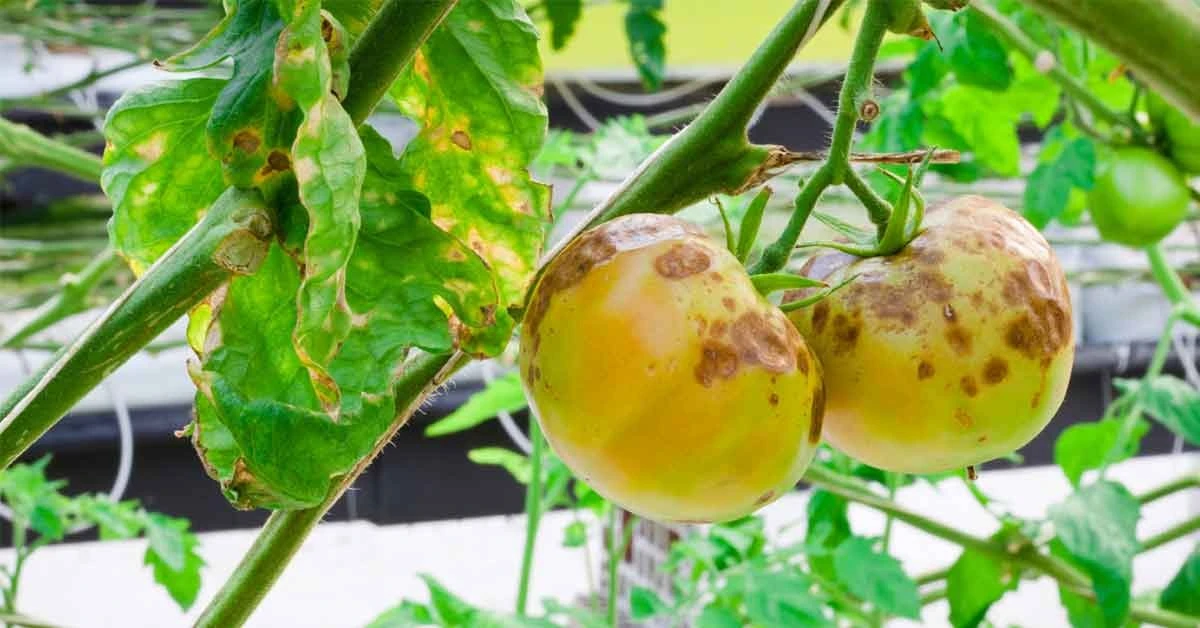 Tomate (Solanum lycopersicum) sin manchas: cómo frenar la Phytophthora infestans (Mila tardía) - image 1