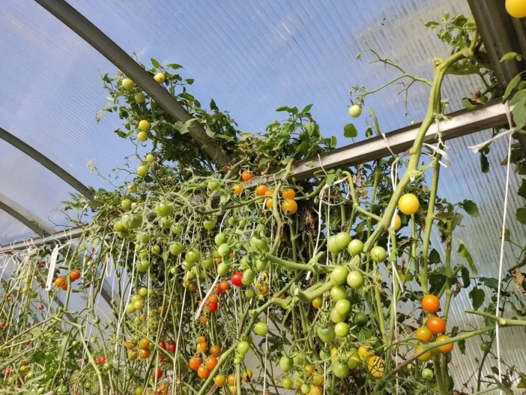 Tomates y Pepinos sin plagas: el secreto para cosechar el triple este verano