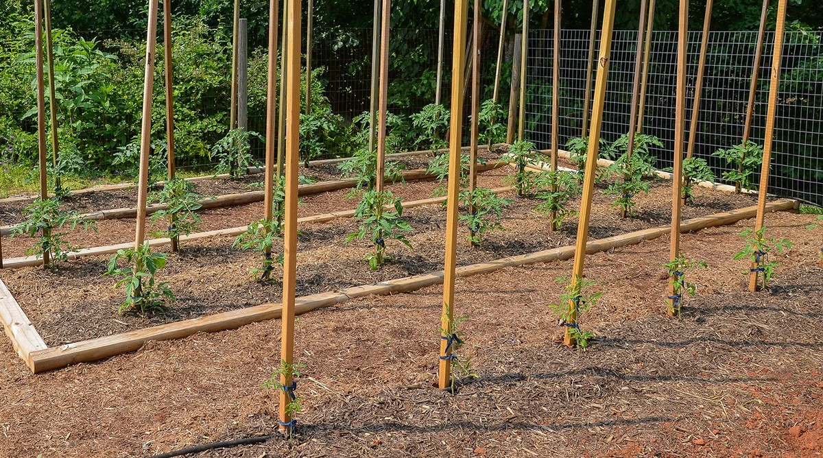 Tomates y Pepinos sin plagas: el secreto para cosechar el triple este verano - image 1