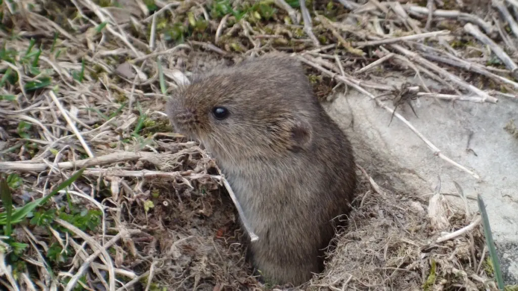 Topillos en tu jardín: el truco natural para alejarlos en 24 horas