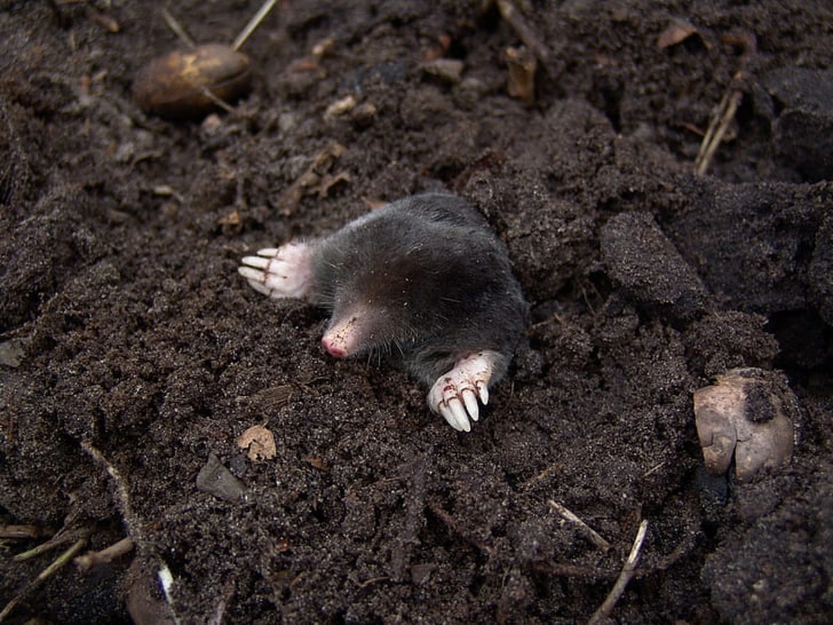 Topillos en tu jardín: el truco natural para alejarlos en 24 horas - image 1