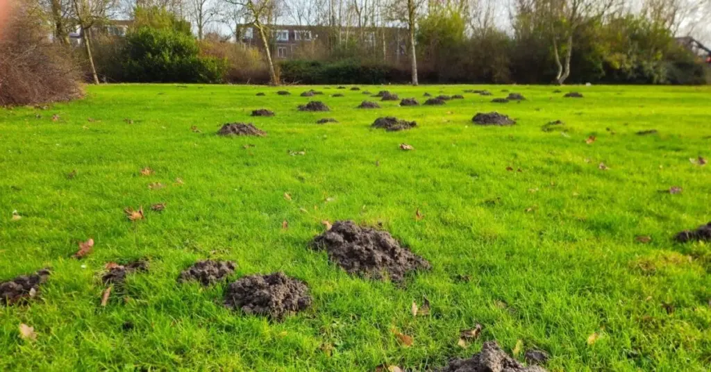 Topo en tu jardín: el secreto de Hungría para un suelo 100% fértil