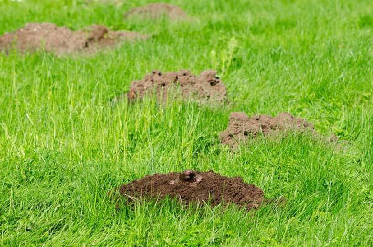 Topo en tu jardín: el secreto de Hungría para un suelo 100% fértil - image 1