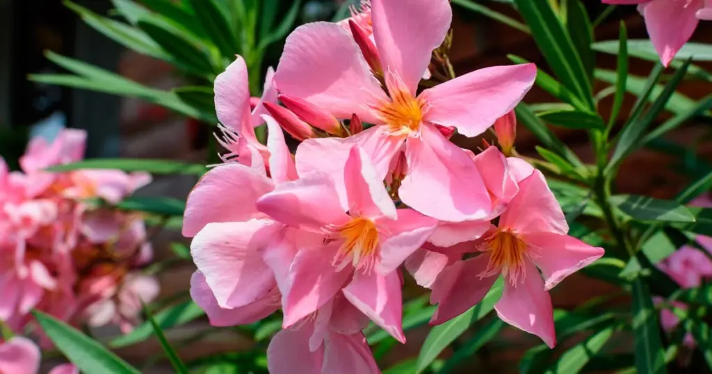 Tu Adelfa (Nerium oleander) languidece: el error con el agua en la Región del Mediterráneo