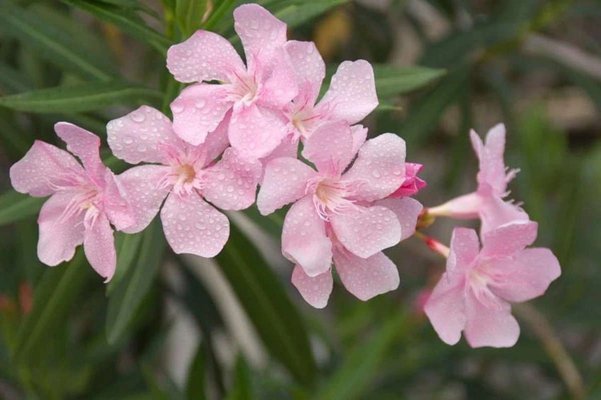 Tu Adelfa (Nerium oleander) languidece: el error con el agua en la Región del Mediterráneo - image 1
