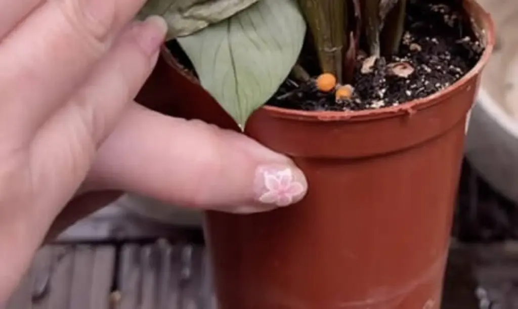 Tu Calathea freddie muere lentamente: el error de KOBI que debes evitar