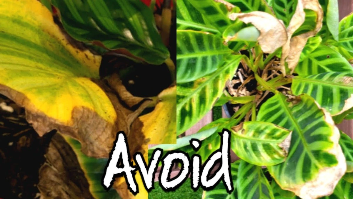 Tu Calathea freddie muere lentamente: el error de KOBI que debes evitar - image 1