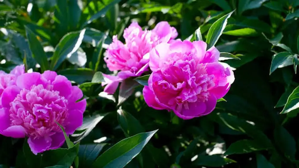 Tu Paeonia en peligro por el calor: el truco de junio para flores increíbles en 2027