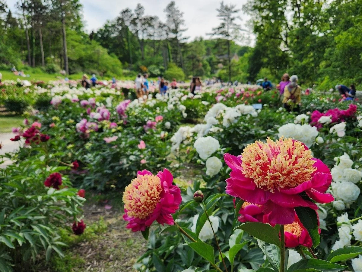 Tu Paeonia en peligro por el calor: el truco de junio para flores increíbles en 2027 - image 1