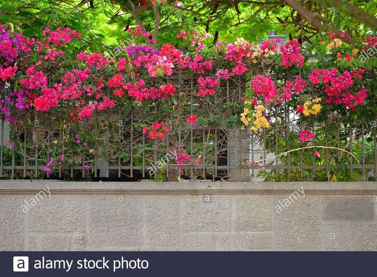 Valla de hierro: 14 plantas trepadoras para privacidad total sin obras - image 1