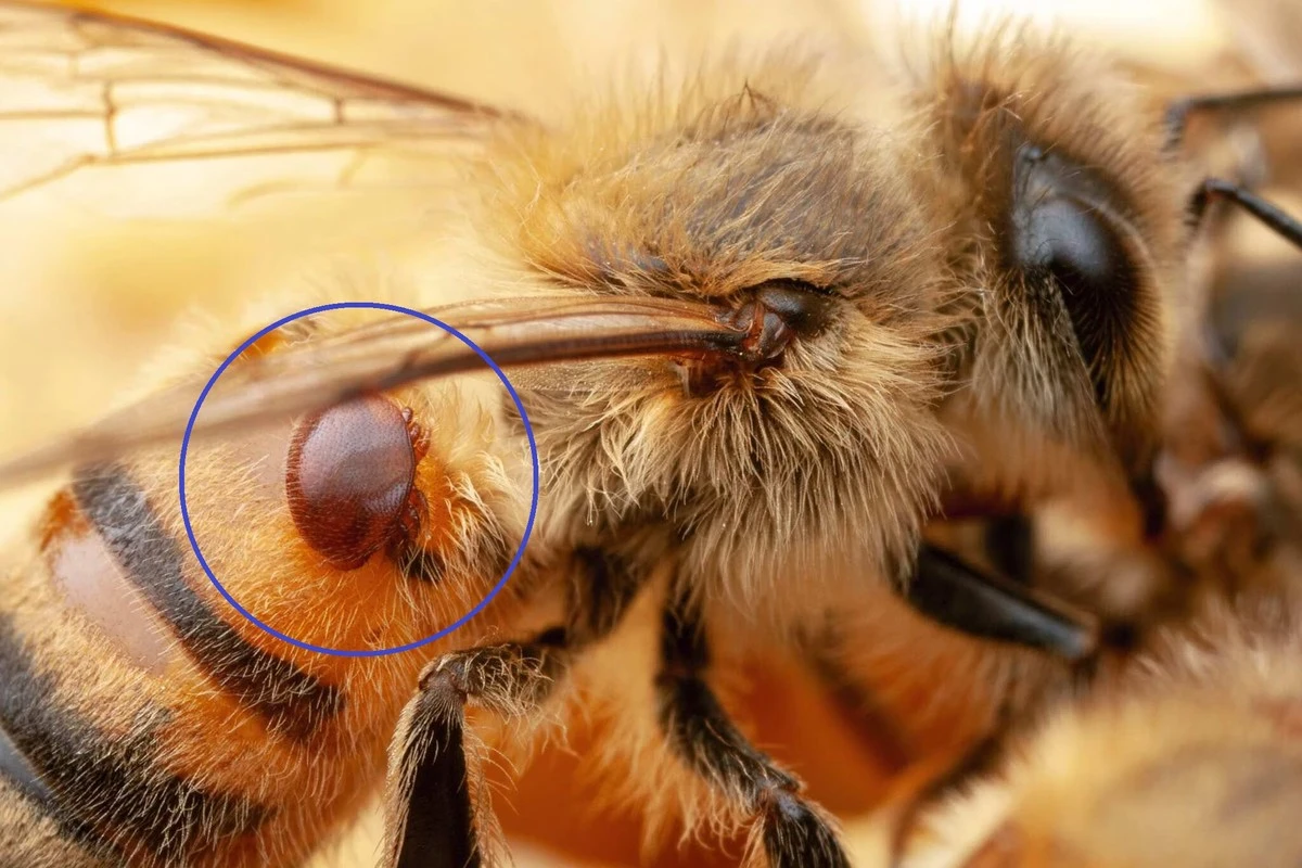 Varroa destructor en Australia: el gran cambio para salvar las colmenas sin químicos - image 1