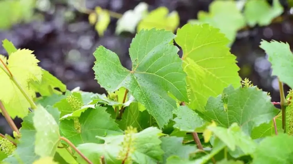 Vides fuera de control: el truco de la poda de verano para tener uvas dulces