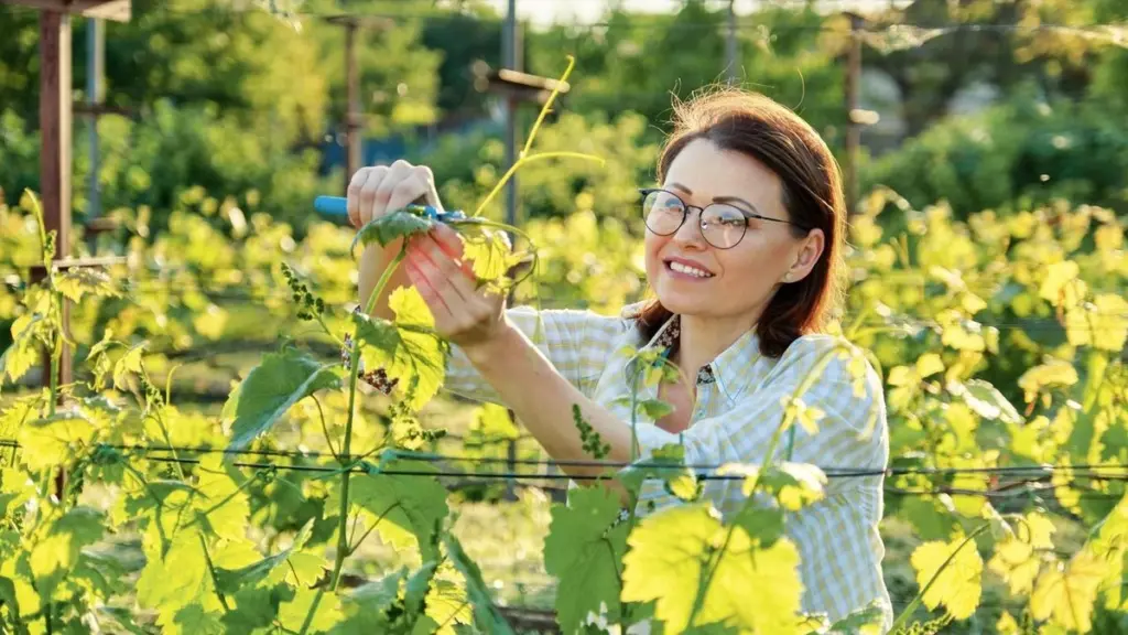 Vitis vinifera ante el calor: el secreto de los Trabajos en verde para 2026